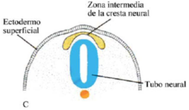 Ectodermo superficial.