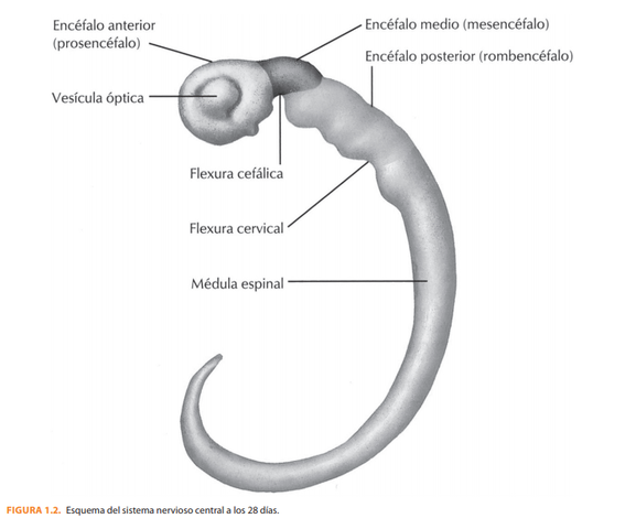 4° Semana | 28 Días