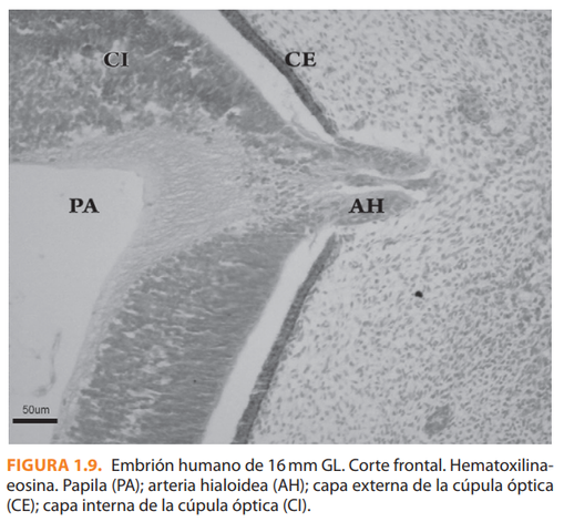 7° Semana | 44 Días