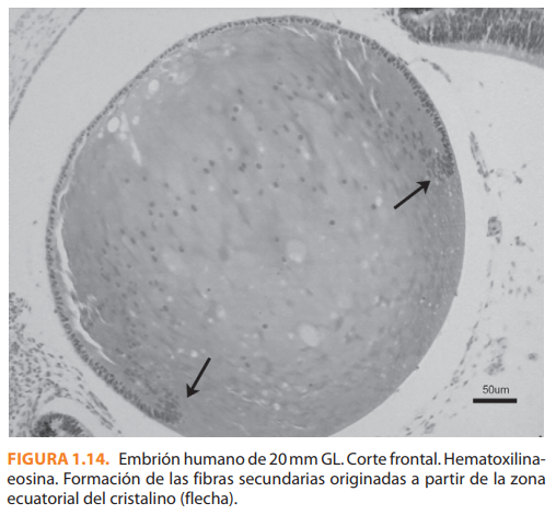 6° Semana | 37 Días