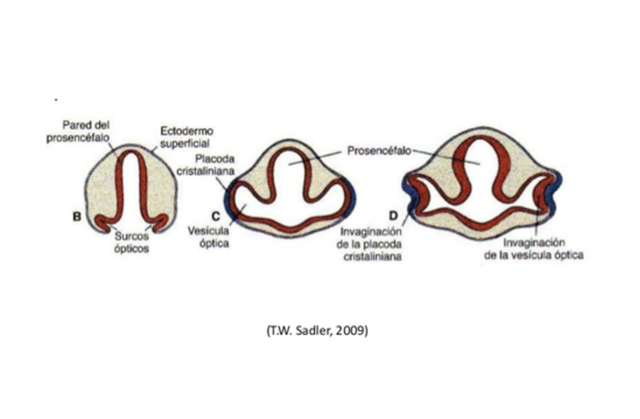 Cuarta semana de Gestación