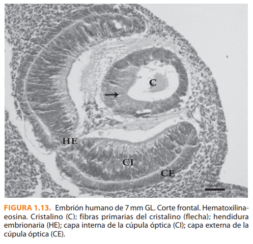8° Semana | 51 Días