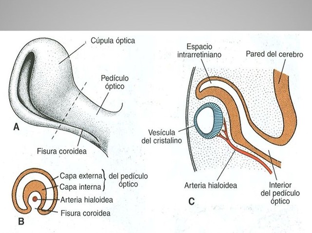 Cuarta semana de Gestación