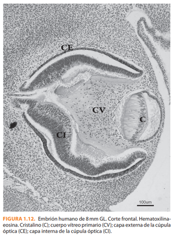 5° Semana | 32 Días