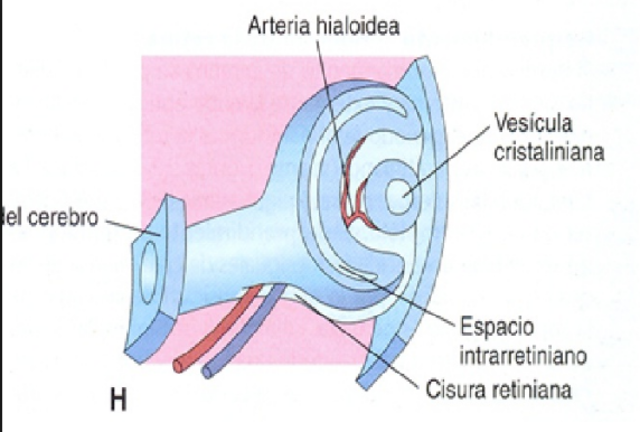 FINALES DE LA SEXTA SEMANA