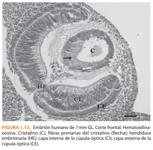 5° Semana | 35 Días