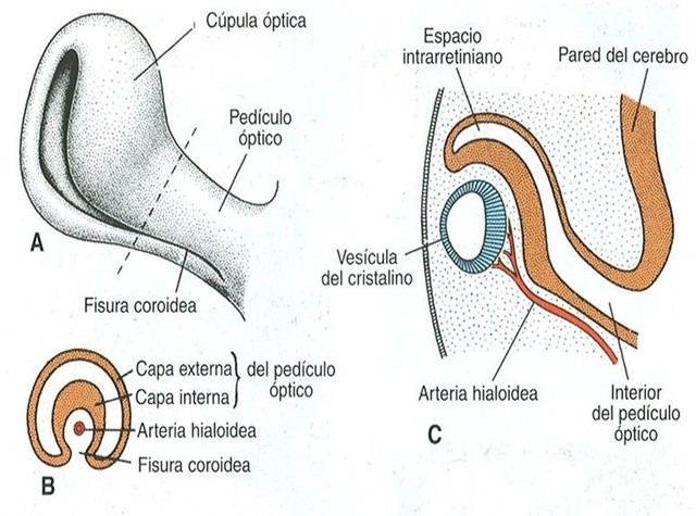 Quinta semana de Gestación