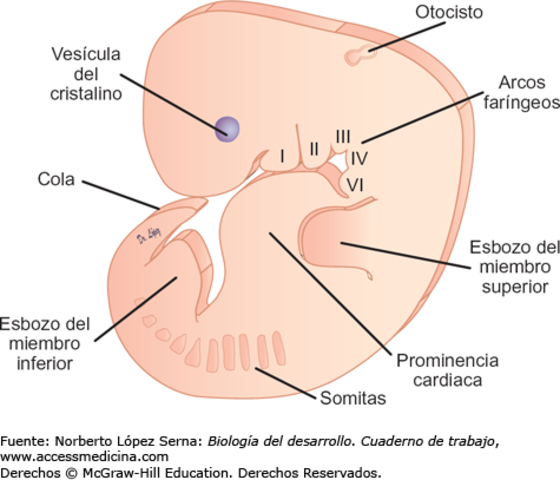 7ma semana