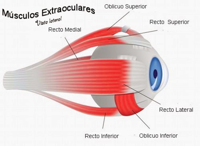 esclerótica y músculos extraoculares.