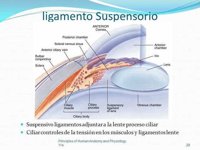 ligamento suspensorio del cristalino