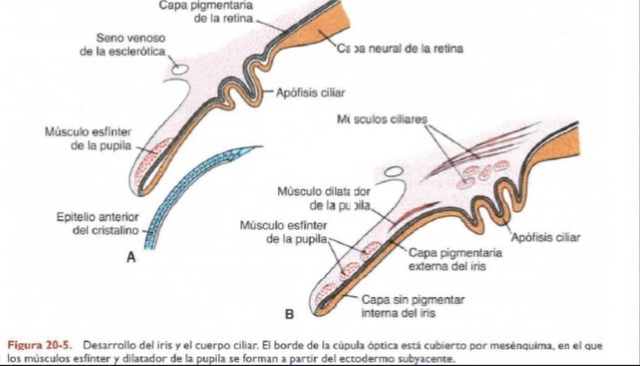 Iris y cuerpo ciliar.