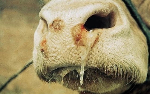 ERRADICACION DE LA FIEBRE AFTOSA