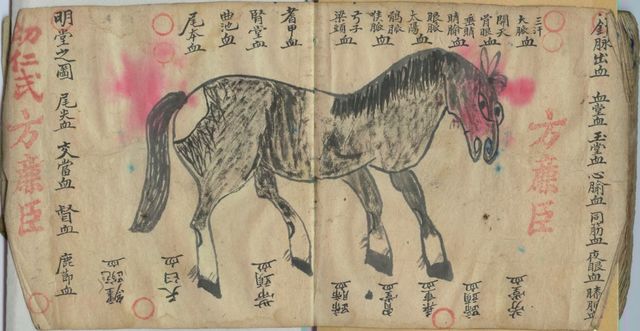 1° Escuela veterinaria China