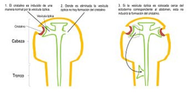 4ta semana  PLACODA DEL CRISTALINO, VESÍCULA CRISTALINA, CÁLIZ ÓPTICO, RETINA