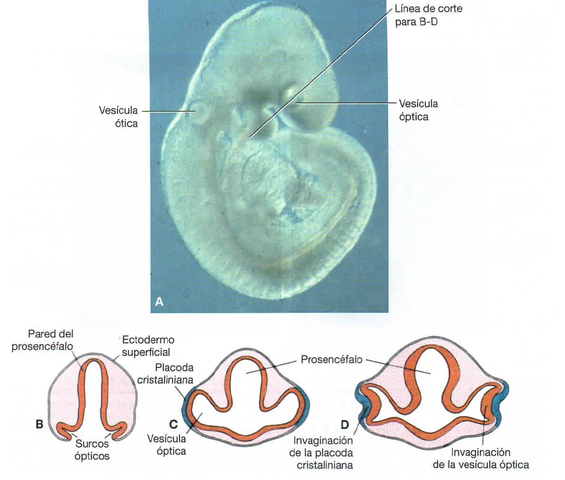 4ta semana de gestacion