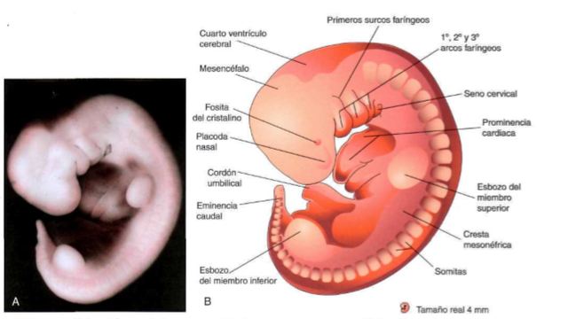 Quinta semana de gestación.
