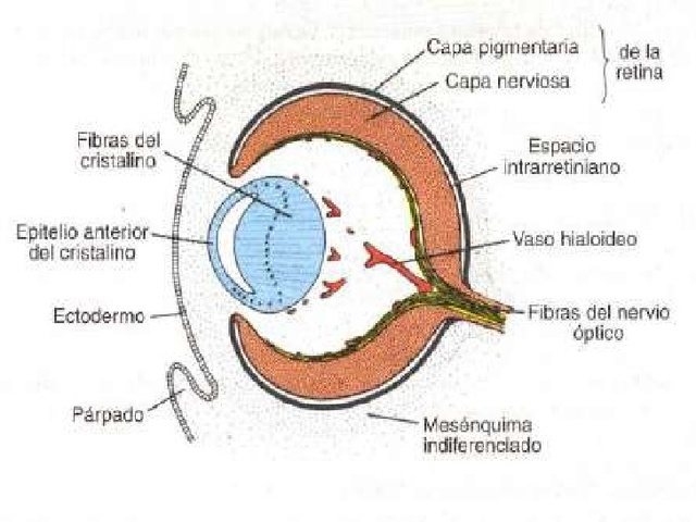 5ta Semana CUERPO VÍTREO