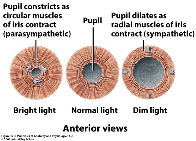 6to mes LOS MÚSCULOS DILATADOR Y ESFÍNTER DE LA PUPILA