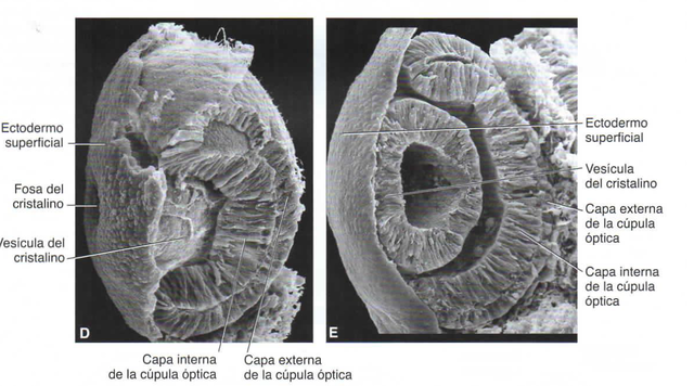 5ta semana de gestacion