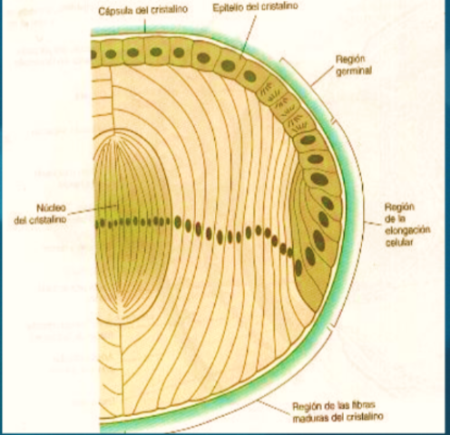 5ta semana de gestacion