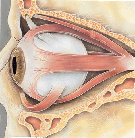 DESARROLLO EMBRIONARIO DEL OJO