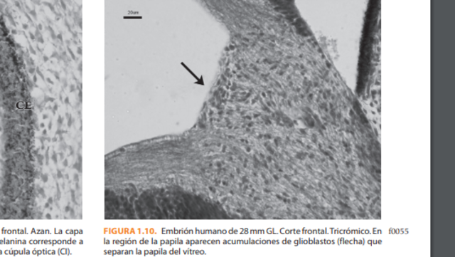 Séptima semana de gestación.