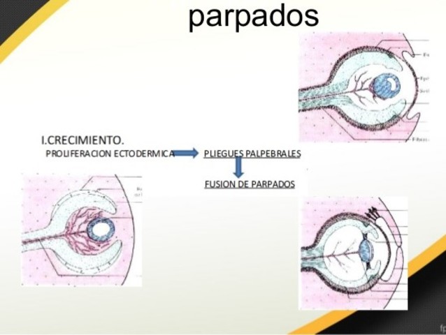 Octava semana de gestación.