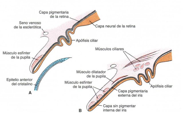 8va  semana de gestacion
