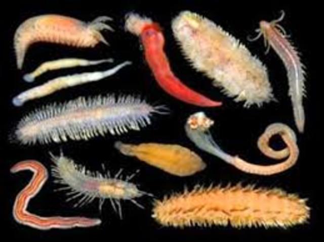 Surgimiento de las primeras agrupaciones neuronales hace 540 millones de años