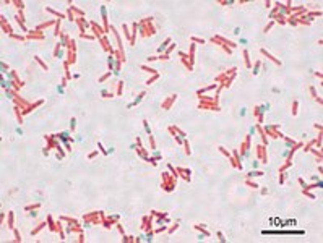 Bacillus Subtilis