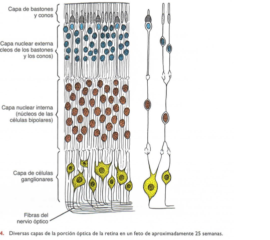 6to mes de gestacion