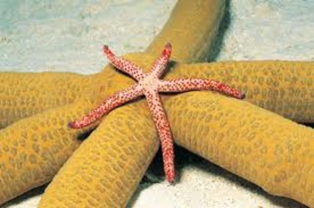 560 millones de años aparecen los equinodermos (SN anillos)