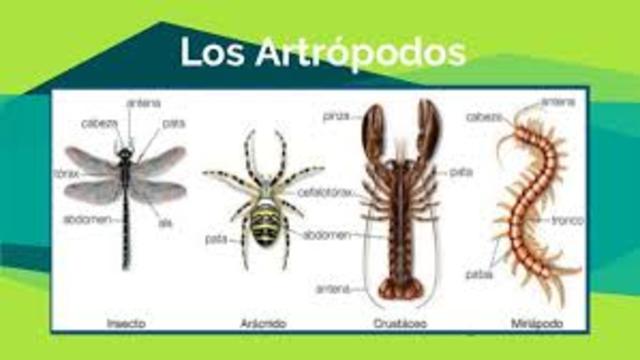 570 millones de años aparecen los artropodos (SN Ganglios)