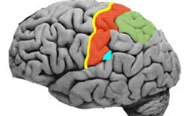 La corteza somestésica y áreas corticales
