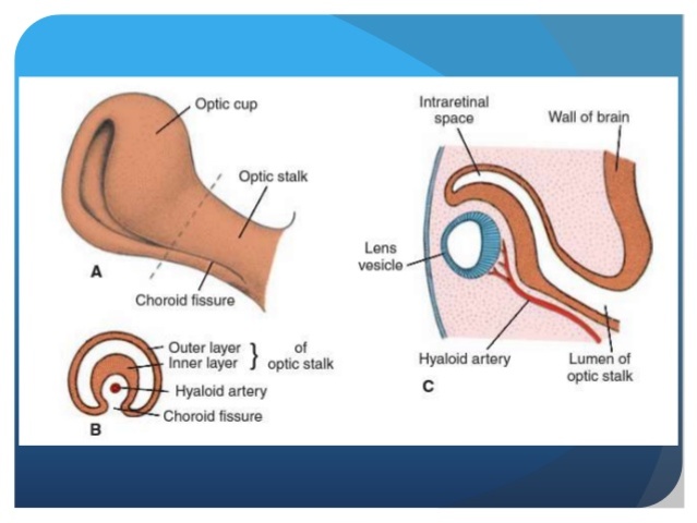 finales de la 6° semana