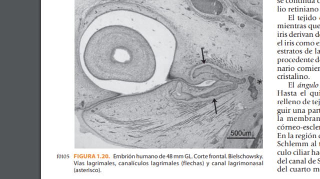 Novena semana de gestación.