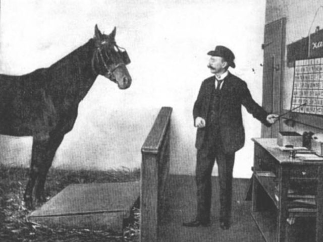 El caso de hans el inteligente