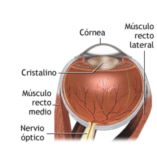 8a semana de gestación.