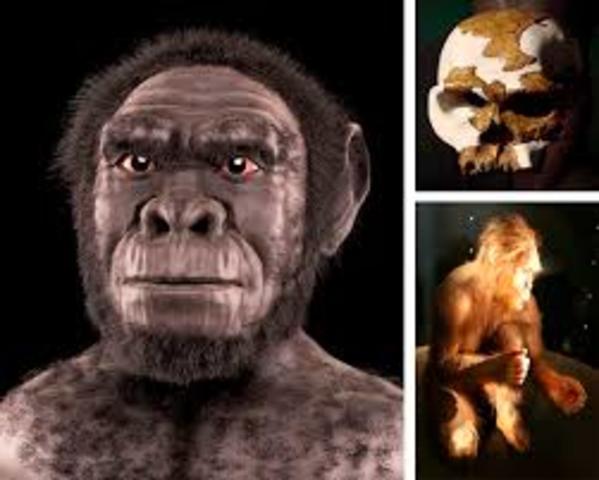 HOMO HABILIS.