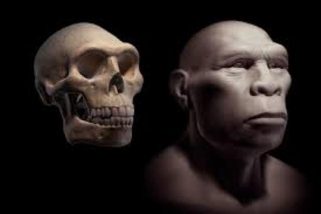 HOMO ERECTUS.