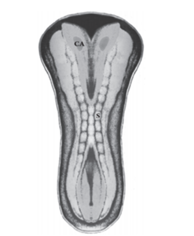 Formación del campo o área ocular