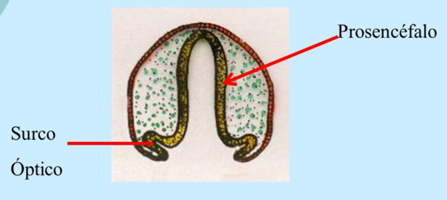 Formación del surco optico