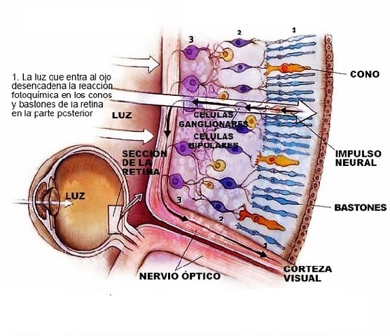 10a semana de gestación
