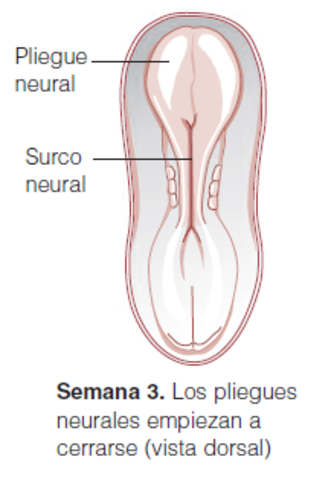 Etapa de vesícula óptica