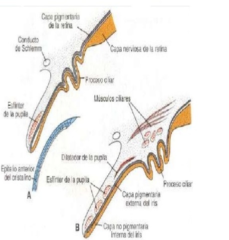 10a semana de gestación