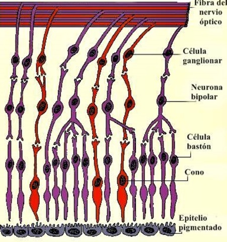 3 mes de gestación. (12a semana)