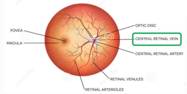 4to mes de gestación (16 semana)