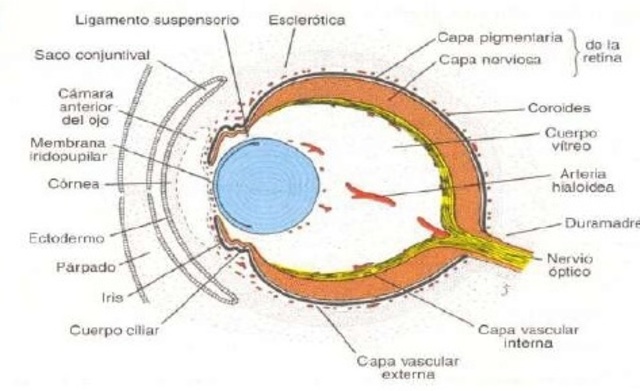 5to mes de gestación (17-21 semanas)