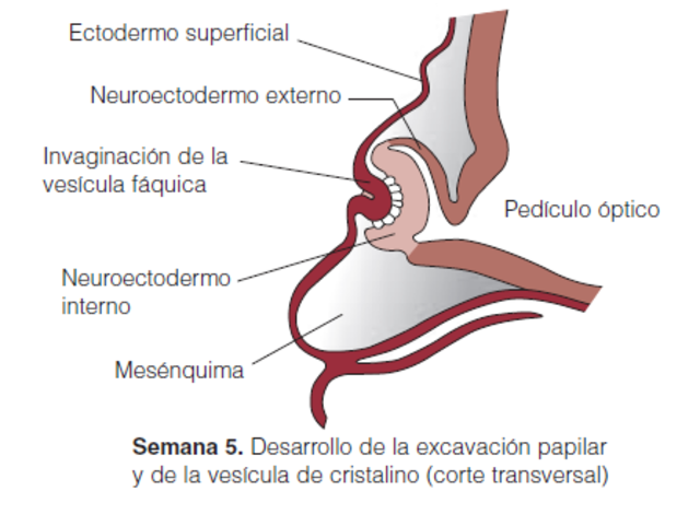 Etapa de excavación de la pupila (SEMANA 5)
