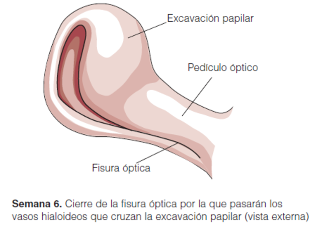 Cierre de la fisura optica (SEMANA 6)